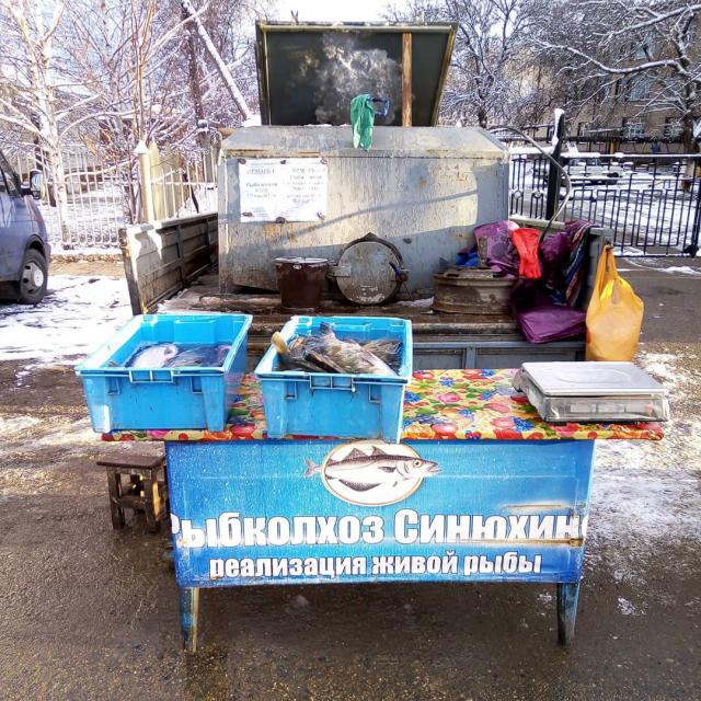 shovgenovskyi raion 47504123 351473285632193 9194344876508087071 n