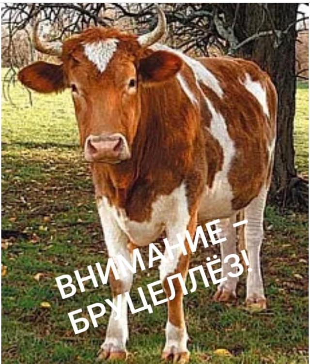 shovgenovskyi raion 72717960 122900938827415 53386472554742805 n